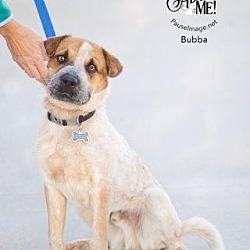Thumbnail photo of Bubba (Courtesy Listing) #1