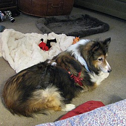 Thumbnail photo of Jersey (Adopted) #2