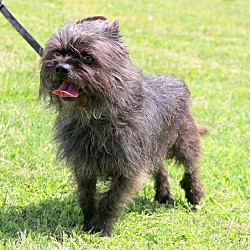 Thumbnail photo of Toto~adopted! #2
