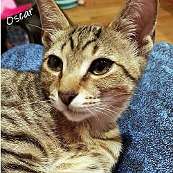Thumbnail photo of Oscar the alley cat #4