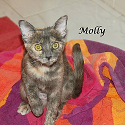 Thumbnail photo of MOLLY #2