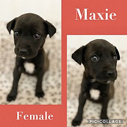 Photo of Maxie meet 5/10