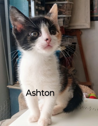 Photo of Ashton