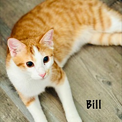 Photo of Bill