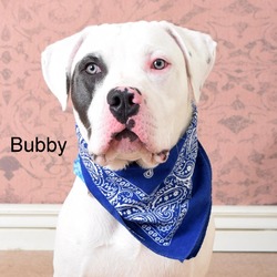 Photo of Bubby