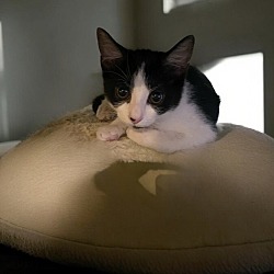 Thumbnail photo of Artemis #1