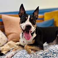 adopt a pet