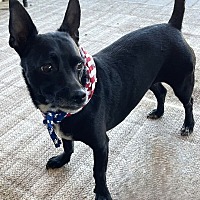 adopt-pet