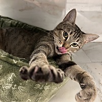adopt a pet