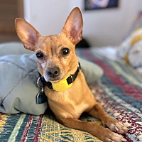 adopt a pet