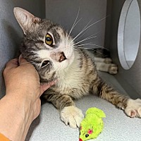 adopt a pet
