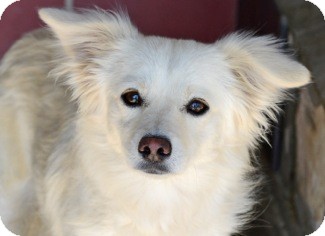 Gardnerville Nv American Eskimo Dog Meet Cliff A Pet For Adoption