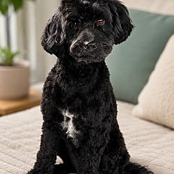 New York, NY - Cockapoo. Meet Bean a Pet for Adoption - AdoptaPet.com