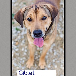 Thumbnail photo of Giblet George (pom-dc) #1