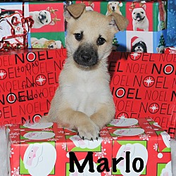 Thumbnail photo of Marlo #4