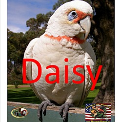 Thumbnail photo of DAISY LOCATED MEDFORD OREGON #4