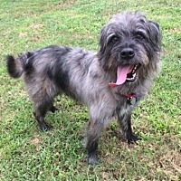 australian shepherd puppies for sale 34655 palm harbor fl pet adoption save pets of today has dogs australian shepherd puppies for sale 34655 palm harbor fl pet adoption save pets of today has dogs
