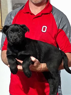 New Philadelphia Oh Labrador Retriever Meet Zoey A Pet For Adoption