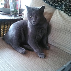Thumbnail photo of Grey Cat #2