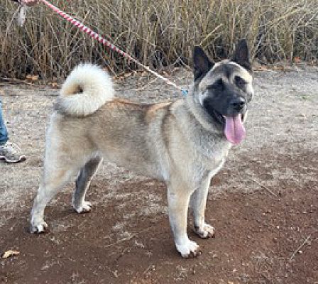 San Francisco, CA - Akita. Meet Yuki a Pet for Adoption - AdoptaPet.com