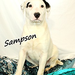Thumbnail photo of Sampson~meet me! #2