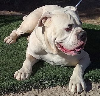 Las Vegas, NV - American Bulldog. Meet Groucho Marks a Pet for Adoption.