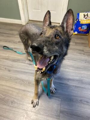 Greenville, PA - Shepherd (Unknown Type). Meet Albus a Pet for Adoption ...