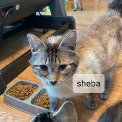 Thumbnail photo of Sheba (tink) #2