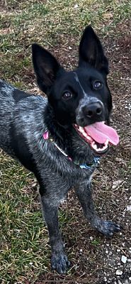 Indianapolis, IN - Blue Heeler. Meet Birdie a Pet for Adoption ...