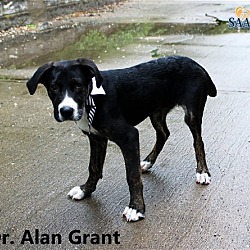 Thumbnail photo of Dr Alan Grant #2