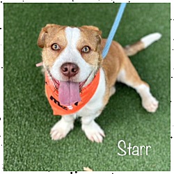 Thumbnail photo of STARR #1