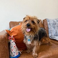 adopt a pet