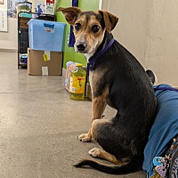 adopt a pet