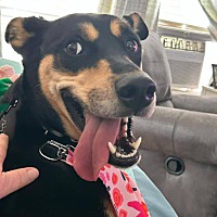 adopt a pet
