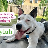 adopt a pet