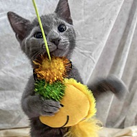 adopt a pet