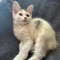 adopt-pet