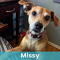 MISSY - Mixed Breed (Medium) available for adoption