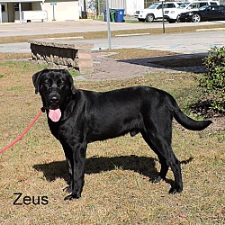 Thumbnail photo of Zeus #2