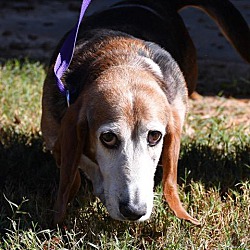 Basset Hound Rescue Of Georgia In Marietta Georgia