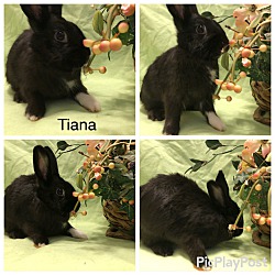 Thumbnail photo of Tiana #1