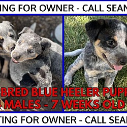 Photo of Blue Heeler pups-COURTESY POST