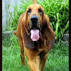 Thumbnail photo of Jake The Bloodhound #3