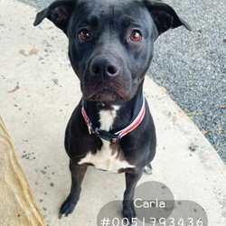 Photo of Carla- Stray