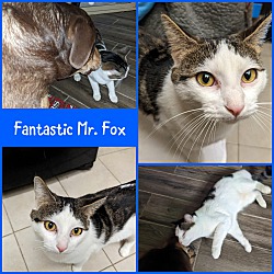Photo of Fantastic Mr. Fox