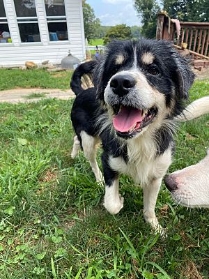 Millersville, MD - Sheltie, Shetland Sheepdog/Mixed Breed (Small). Meet