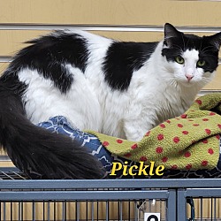 Thumbnail photo of Pickle #2
