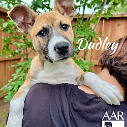 Thumbnail photo of Dudley #3