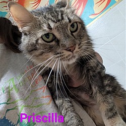 Photo of Priscilla