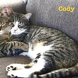 Thumbnail photo of Cody & Cash (Courtesy Listing) #4